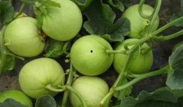 大甜莲吃瓜,揭秘娱乐圈幕后故事