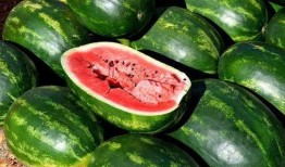 最萌吃瓜图片,萌态十足！最萌吃瓜图片大盘点