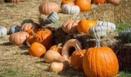 临漳吃瓜群众,揭秘当地独特民俗风情