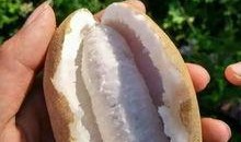 熏瓜能炸着吃吗,揭秘炸熏瓜的独特风味