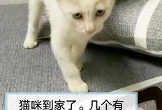 养猫小姐姐吃瓜事件,网络热议背后的真相揭秘
