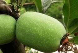 吃瓜海棠,揭秘娱乐圈的甜蜜与苦涩