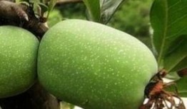 吃瓜海棠,揭秘娱乐圈的甜蜜与苦涩