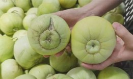 京圈吃大瓜,揭秘娱乐圈大瓜背后的真相