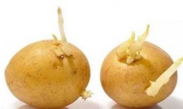 塔随机吃瓜,揭秘神秘世界背后的秘密