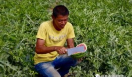 临夏吃瓜爆料,揭秘当地美食背后的故事