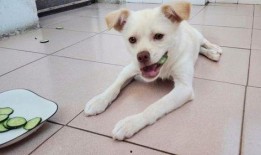 吃瓜小奶狗,一场关于成长与爱情的甜蜜冒险