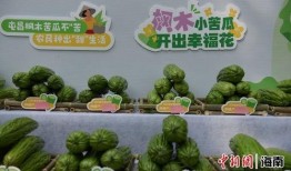 南宁吃瓜2024,吃瓜群众的味蕾盛宴