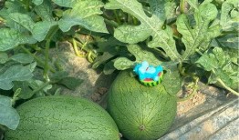 今日吃瓜新瓜,揭秘娱乐圈最新热点事件