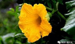 晴花花吃瓜,一场花与瓜的奇妙邂逅