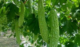 立春为什吃瓜,为何传统习俗中要吃瓜？探寻民间智慧与食俗渊源