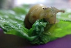 蜗牛吃葫芦瓜吗怎么吃,蜗牛食葫芦瓜的奇妙食用方法揭秘