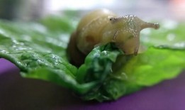 蜗牛吃葫芦瓜吗怎么吃,蜗牛食葫芦瓜的奇妙食用方法揭秘