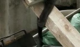 打架吃瓜视角,一场激情四溢的“吃瓜”大战