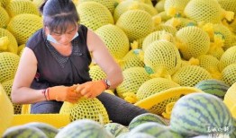 保山吃瓜事件,一场网络热议背后的真相与反思