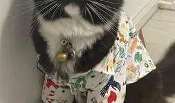 养猫小姐姐吃瓜事件,网络热议背后的真相揭秘