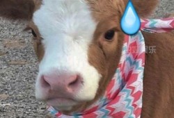 抖音作者吃瓜,带你领略网络热点的魅力