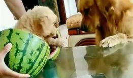 吃瓜小奶狗,一场关于成长与爱情的甜蜜冒险