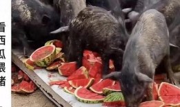 吃瓜博主和吃瓜一样吗,揭秘“吃瓜博主”与“吃瓜群众”的异同