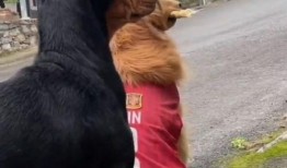 动物变成吃瓜群众,揭秘动物界的八卦风云