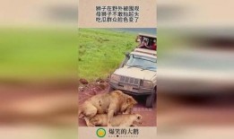 动物变成吃瓜群众,揭秘动物界的八卦风云