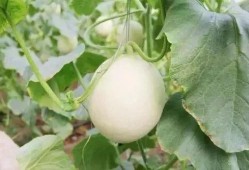 协和吃瓜事件,真相与反思