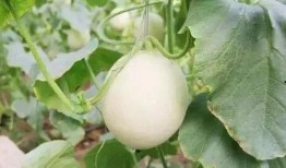 协和吃瓜事件,真相与反思