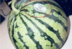 网红吃瓜历史,揭秘娱乐圈幕后风云