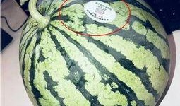 网红吃瓜历史,揭秘娱乐圈幕后风云