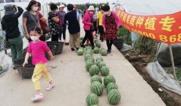 西安吃瓜比赛,吃瓜比赛狂欢，瓜王争霸一触即发