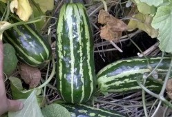 回忆小时候吃瓜,那些年的甜蜜回忆