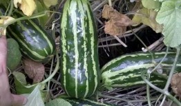 回忆小时候吃瓜,那些年的甜蜜回忆