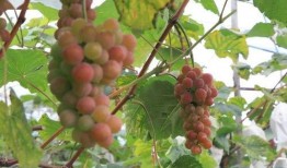 林园 吃瓜,揭秘娱乐圈背后的真相与争议