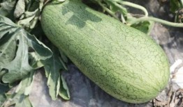 吃瓜届,一场全民参与的娱乐盛宴