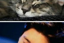 猫猫李吃瓜,揭秘娱乐圈幕后故事