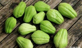 吃瓜吃肉的猪,吃瓜吃肉的猪的趣味生活