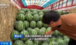 海龙吃瓜,揭秘海洋生物的趣味食性