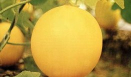 长治壶关吃瓜事件,一场引发社会关注的网络风波