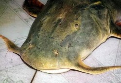 吃瓜的小鱼,吃瓜小鱼的趣味食光之旅