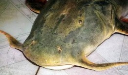 吃瓜的小鱼,吃瓜小鱼的趣味食光之旅