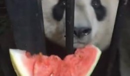 吃瓜了舔屏,揭秘娱乐圈幕后真相