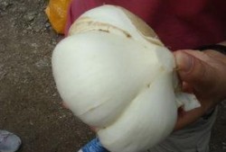 保山吃瓜事件,一场网络热议背后的真相与反思