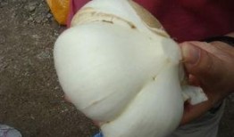 保山吃瓜事件,一场网络热议背后的真相与反思