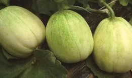 南山与山南吃瓜,一场别开生面的吃瓜盛宴