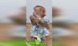 吃瓜猴哥搞笑视频,搞笑视频欢乐无限