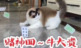 粉色的猫吃瓜,探寻猫咪与瓜果的奇妙缘分
