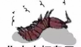 吃瓜群众皮皮虾,吃瓜群众的欢乐源泉