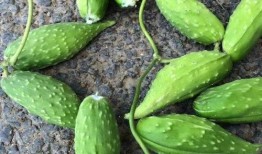 孕妇吃捎瓜好吗,孕妇适量吃捎瓜有益健康