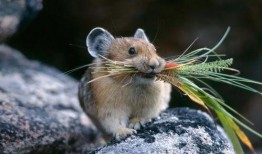 伊犁鼠兔可以吃哈密瓜吗,揭秘它们对哈密瓜的喜爱