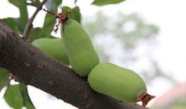 吃瓜海棠,揭秘娱乐圈的甜蜜与苦涩